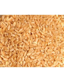 WHEAT MP LOOSE