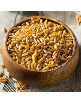 MP SHED WHEAT 